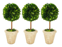Boxwood Topiary Preserved 16” Single Ball