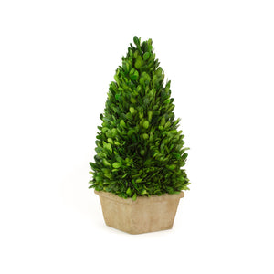 Boxwood Topiary Preserved Obelisk