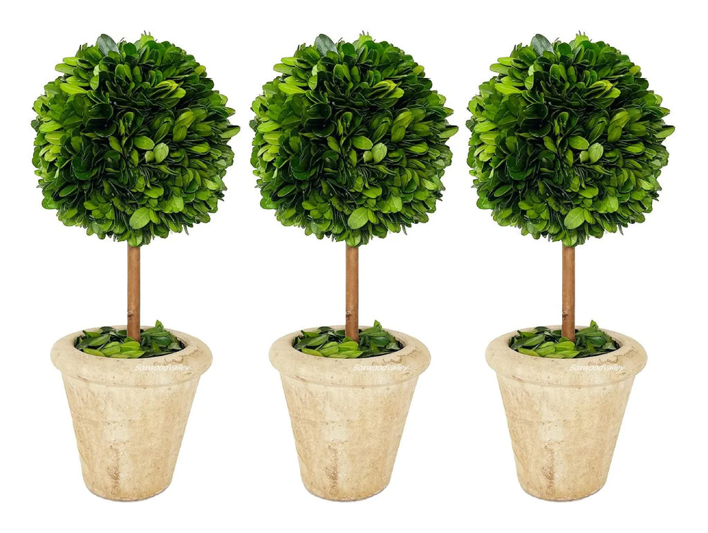 Boxwood Topiary Preserved 16” Single Ball