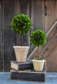 Boxwood Topiary Preserved 16” Single Ball