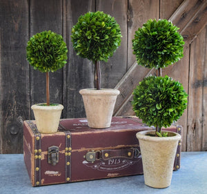 Boxwood Topiary Preserved 16” Single Ball