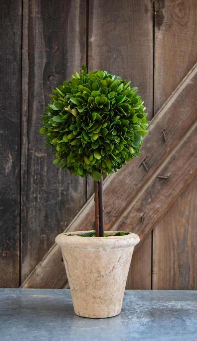 Boxwood Topiary Preserved 16” Single Ball